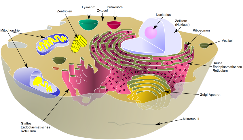 Quelle: Wikipedia https://upload.wikimedia.org/wikipedia/commons/4/48/Biological_cell_german.png