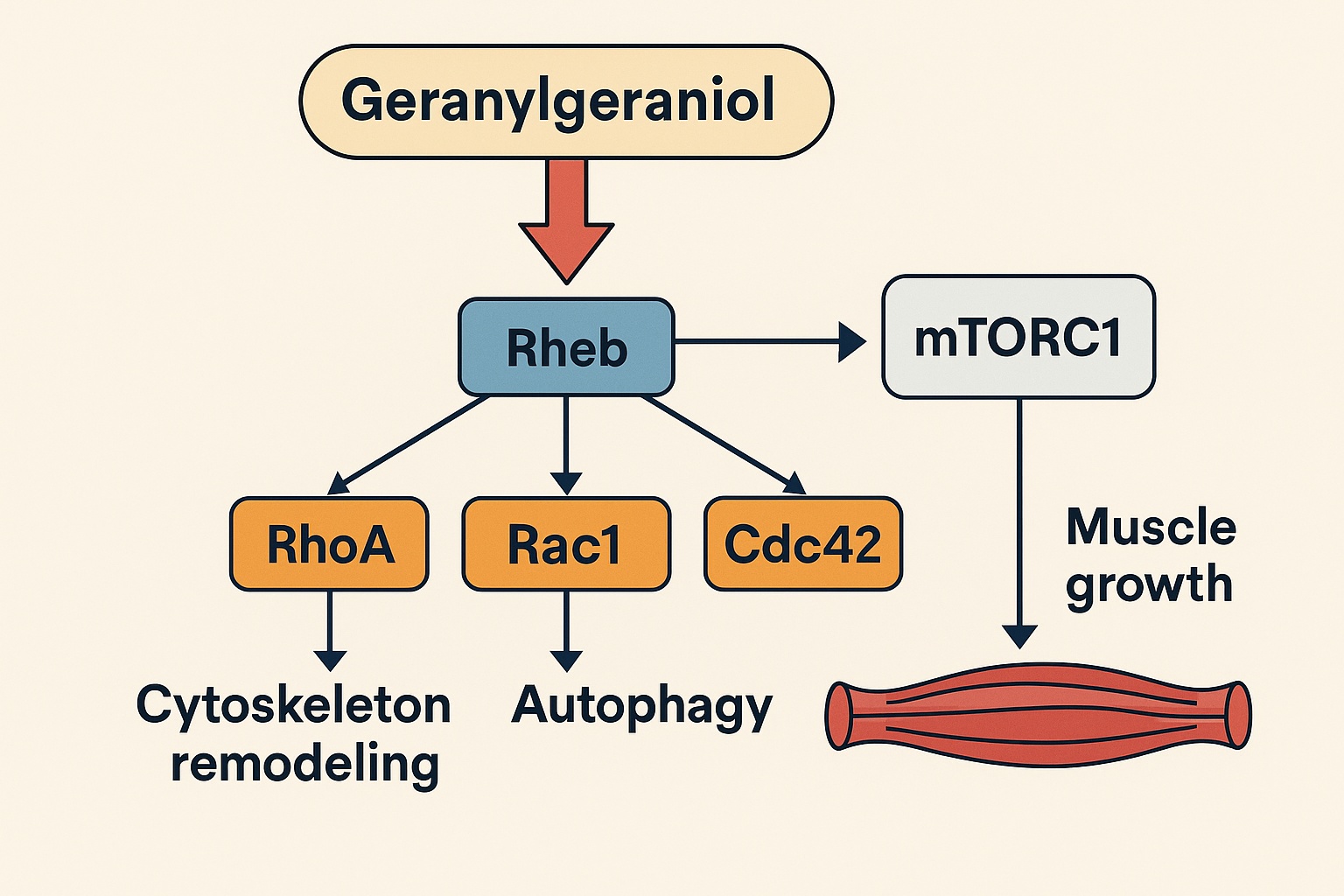 Zusammenhang Gernaylgeraniol Muskerwachstum
